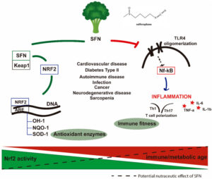sulphorane protective mechanism